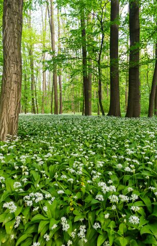 Wyjątkowa roślina w polskich lasach. Sezon na zbiory w pełni