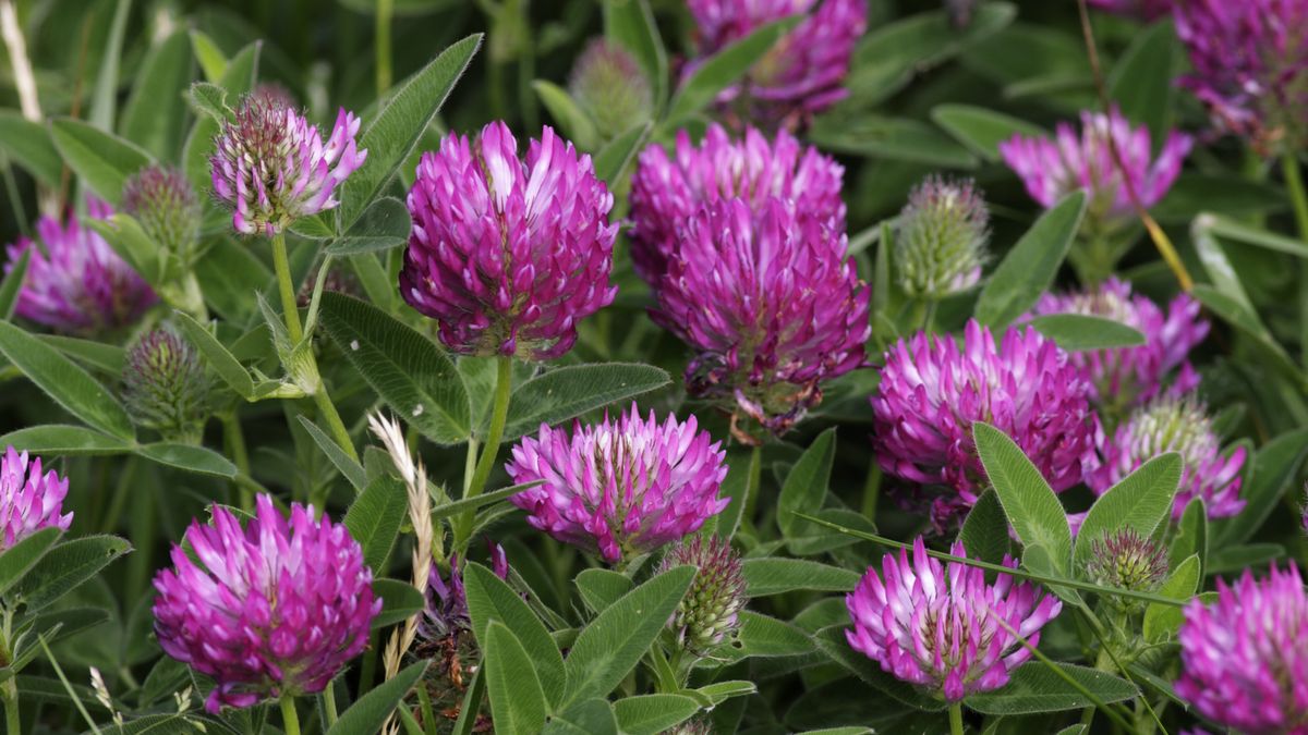 Fioletowa koniczyna zawiera cenne substancje