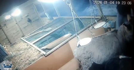 Cisza przy szopce przerwana kradzieżą. Sprawca szybko wpadł dzięki monitoringowi