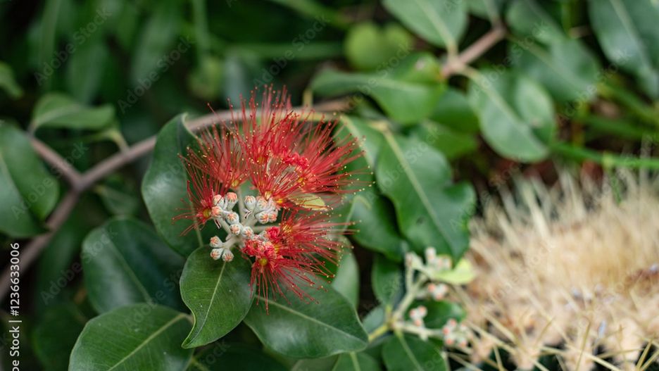 Egzotyczna pamiątka