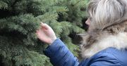 Świerk, sosna czy jodła. Jaką choinkę wybrać na Boże Narodzenie?