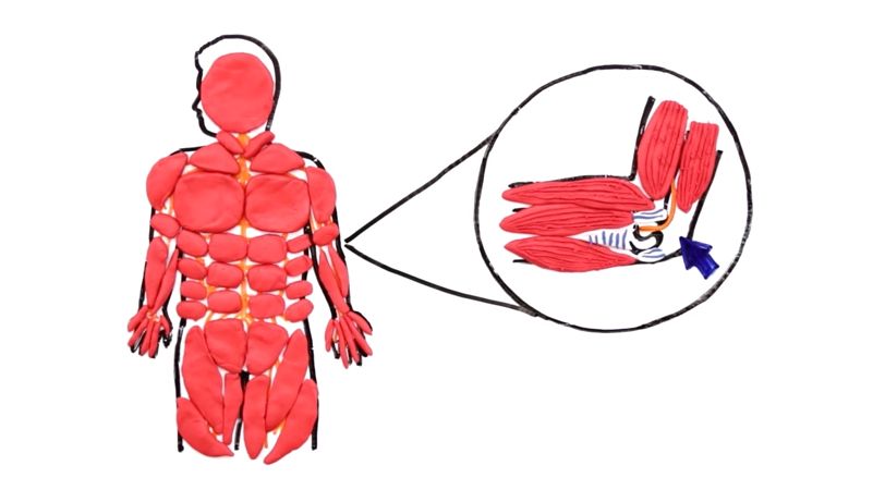 Wiemy z czego wynika uczucie mrowienia w łokciu po uderzeniu 