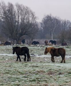 Znalazł skarb na pastwisku. Pierwsze takie znalezisko od dawna