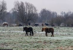 Znalazł skarb na pastwisku. Pierwsze takie znalezisko od dawna