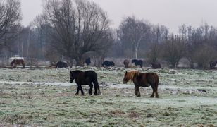 Znalazł skarb na pastwisku. Pierwsze takie znalezisko od dawna