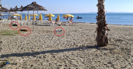 Nagranie z Albanii. Można je spotkać na każdym kroku