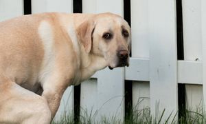 Pies patrzy ci w oczy, kiedy się załatwia? Oto co chce "powiedzieć"