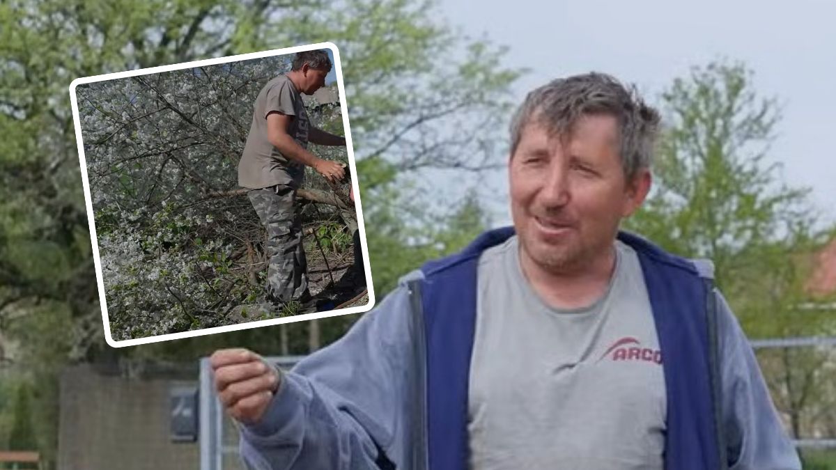 Fani krytykują Andrzeja z Plutycz za to, co zrobił z drzewem