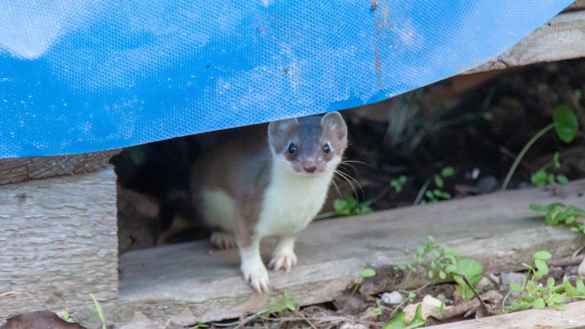 Jak pozbyć się łasicy z ogrodu?