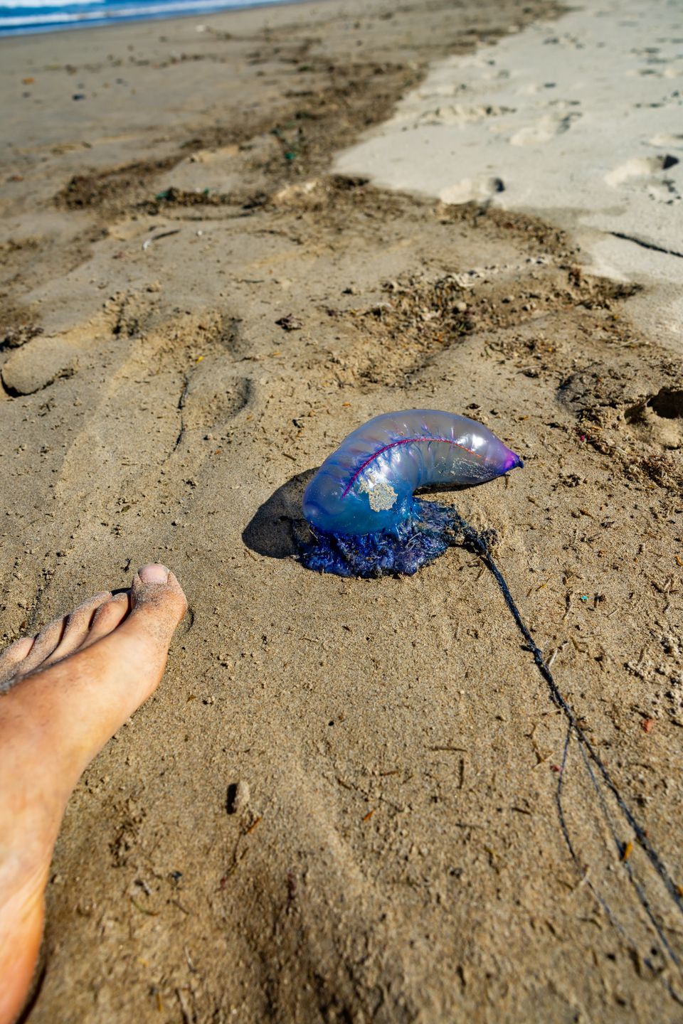 Żeglarz portugalski to niebezpieczny gatunek