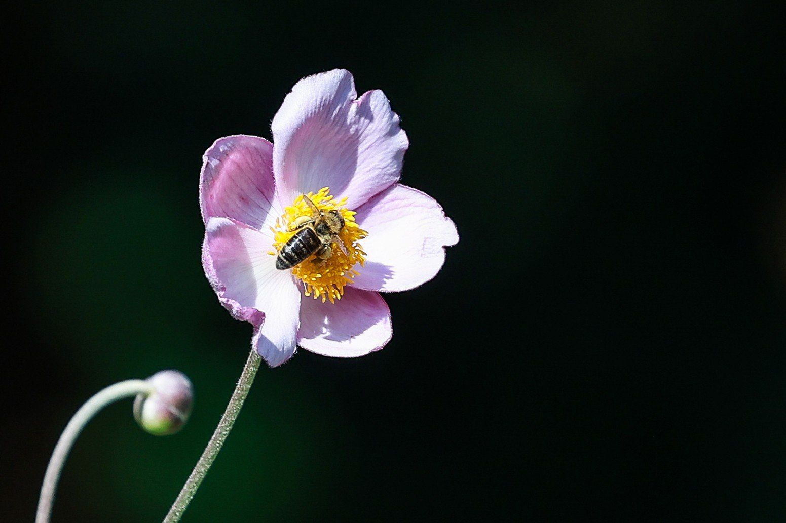 Zwiedzanie Ogrodu Botanicznego UAM