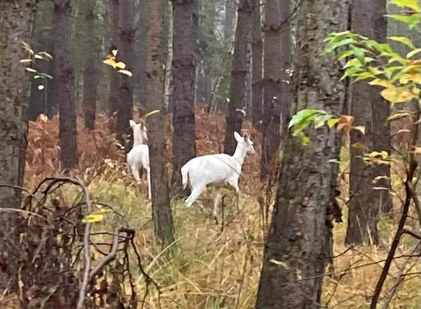 Niesamowity widok w Wielkopolsce. Leśnicy pokazali nagranie