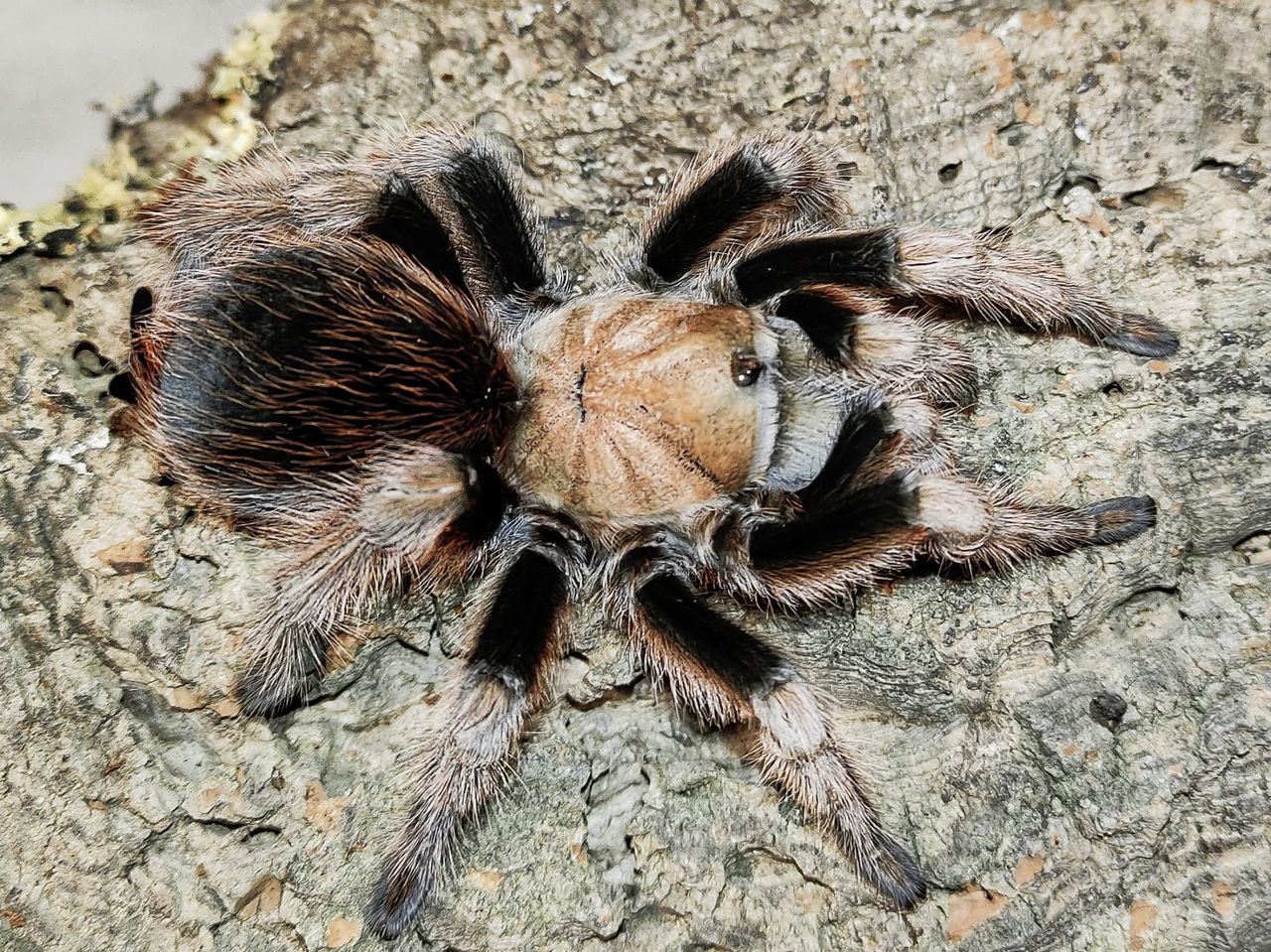 Targi terrorystyczne 