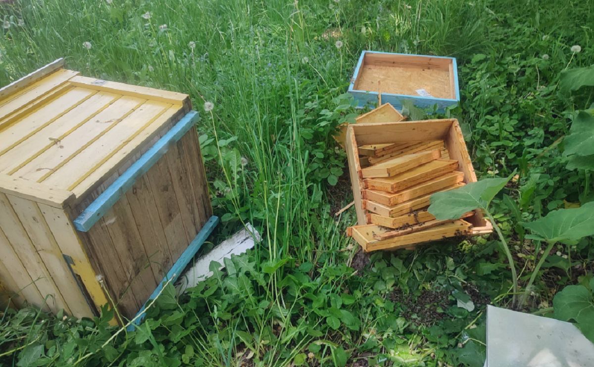 Tak potraktował pszczoły. "Łzy same lecą"