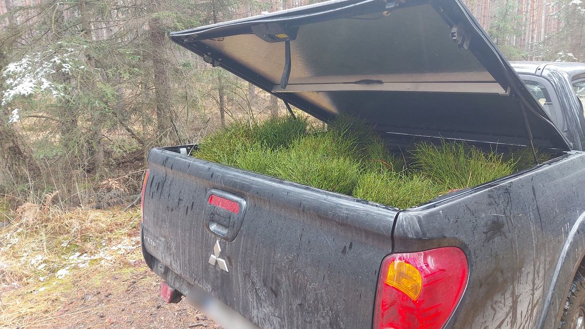 Leśni złodzieje w akcji