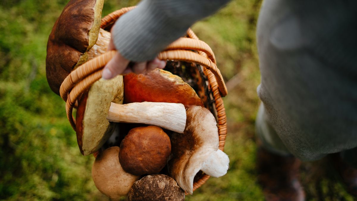 Koszyk pełen grzybów