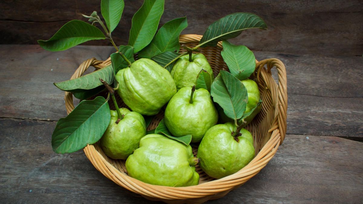 Poznaj właściwości liści guawy