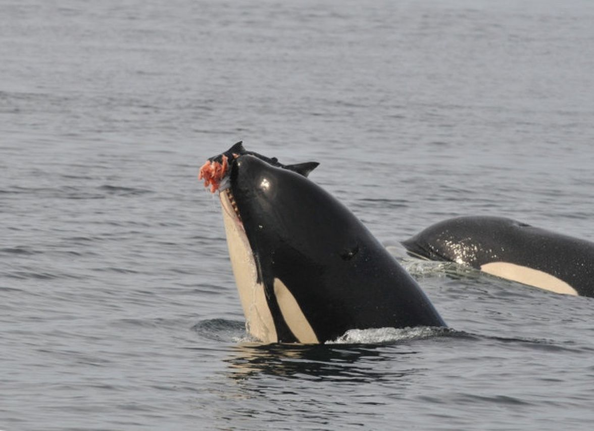 Bloodthirsty orca. Unbelievable, what was found in her stomach