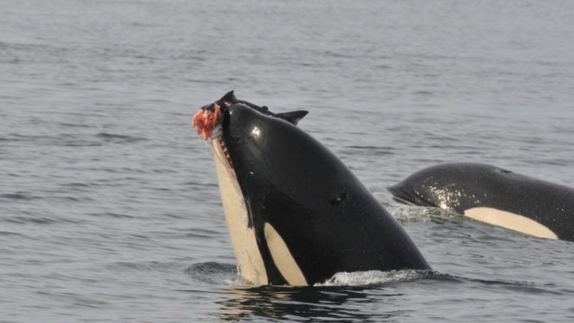 Orka podczas polowania, zdjęcie ilustracyjne