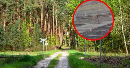 Nadleśnictwo pokazało nagranie. "Takie spotkania należą do rzadkich"
