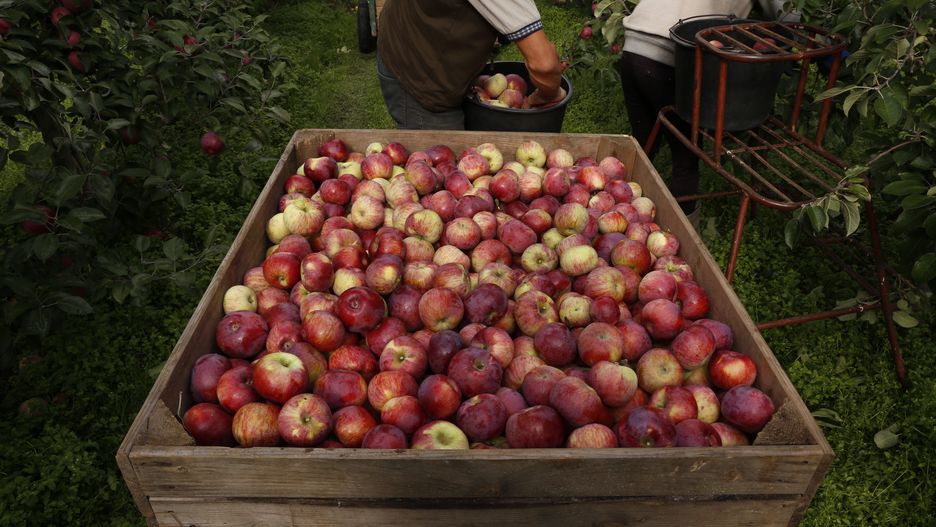 owoc, jedzenie, kosz, swiezy, zdrowa, naturalny, zbiorów, rolnictwa, jardin, farma, charakter, gras, rynek, plon, sad, opad, pora roku, cortland, sadownictwo, w sadzie, sadownicy, sady, apples, orchards, apple, zbiory, polska, owoce, fruit