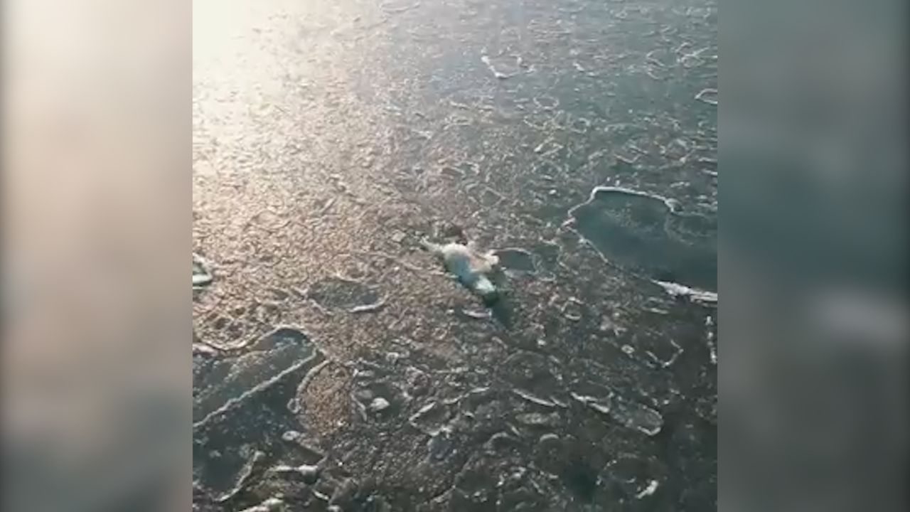 Niedźwiedzie polują na renifery. Normalne zachowanie czy efekt ocieplania klimatu?