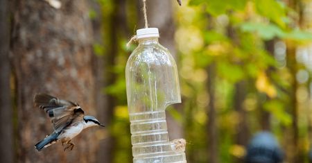 Marzysz o karmniku dla ptaków? Sprawdzone pomysły na domową stołówkę DIY z recyklingu