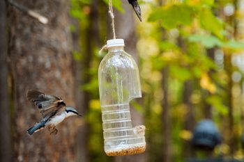 Marzysz o karmniku dla ptaków? Sprawdzone pomysły na domową stołówkę DIY z recyklingu