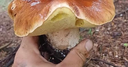 Borowik na borowiku? Niezwykłe odkrycie w podkarpackim lesie