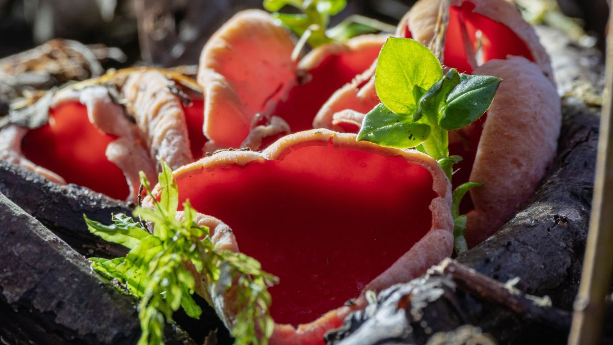 Czarka szkarłatna to grzyb jadalny, nawet na surowo