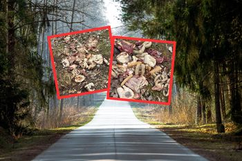 Cała sterta w lesie. Już gniło. Są wściekli.  "Bezczelne chamstwo"