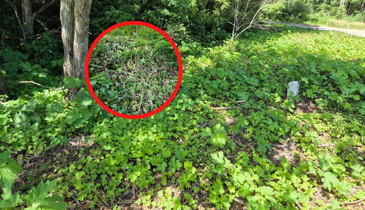 Są dużym zagrożeniem. Leśnicy reagują. "Apelujemy"