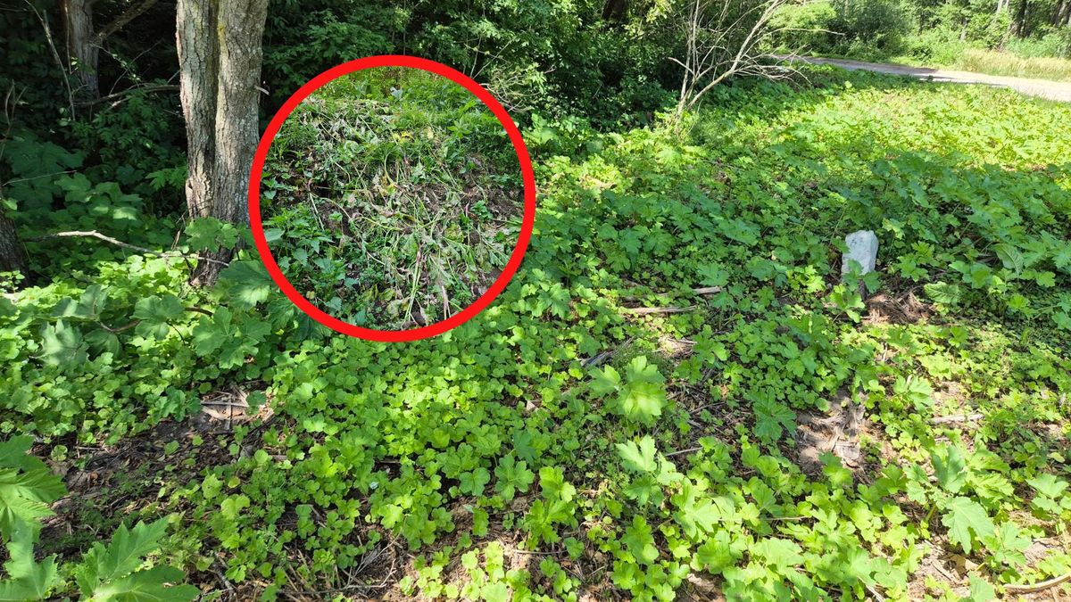 Leśnicy walczą z niebezpiecznymi roślinami.