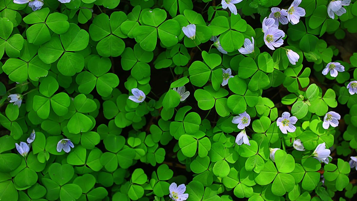 Patrz pod nogi na spacerze!