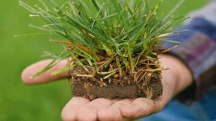 Podsyp tym trawnik w maju, a sam się zdziwisz, jak urośnie. To idealnie działa na trawę