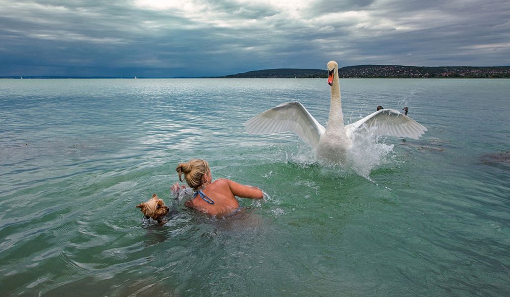 Zobaczcie najlepsze zdjęcia konkursu GDT European Wildlife Photographer of the Year 2016 17
