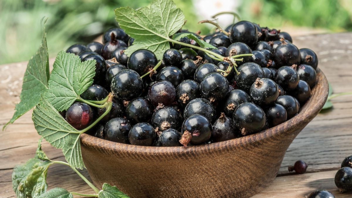 Przysmak z polskiego ogrodka