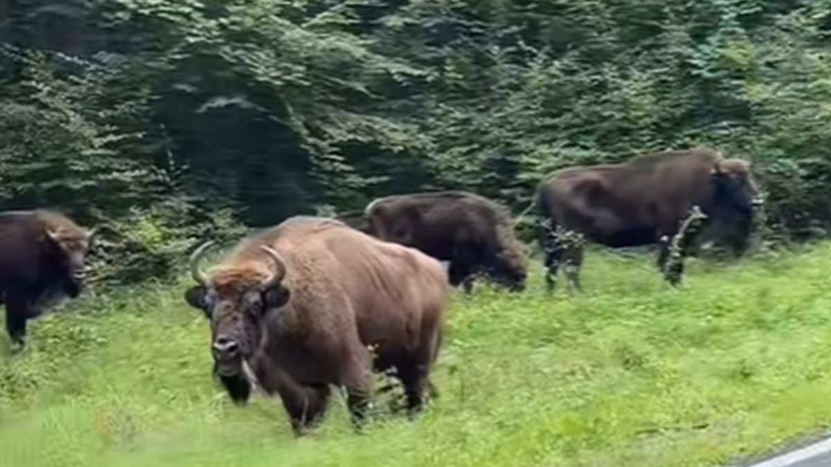 Nagrał żubry przy drodze.