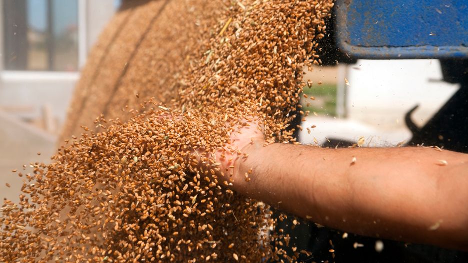 Zboże; ziarna; ziarno; zboża; silos