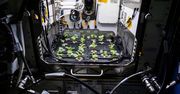 Kosmiczne rzodkiewki zjedzone przez astronautów na ISS