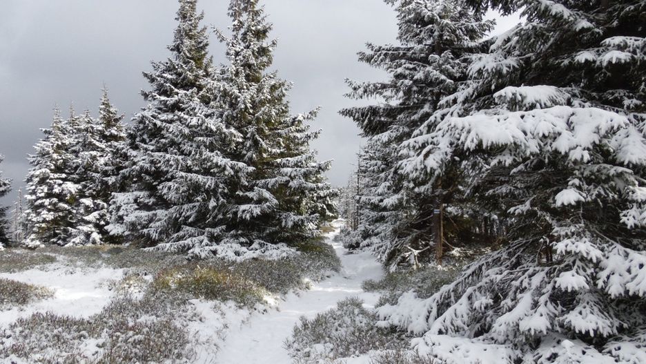 Pierwszy śnieg w Karkonoszach (źródło: Fb. Karkonoski Park Narodowy)