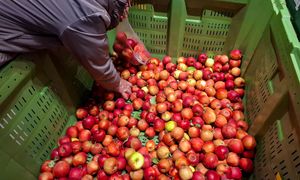 Porównali jabłka w smaku. Oto zwycięzca degustacji