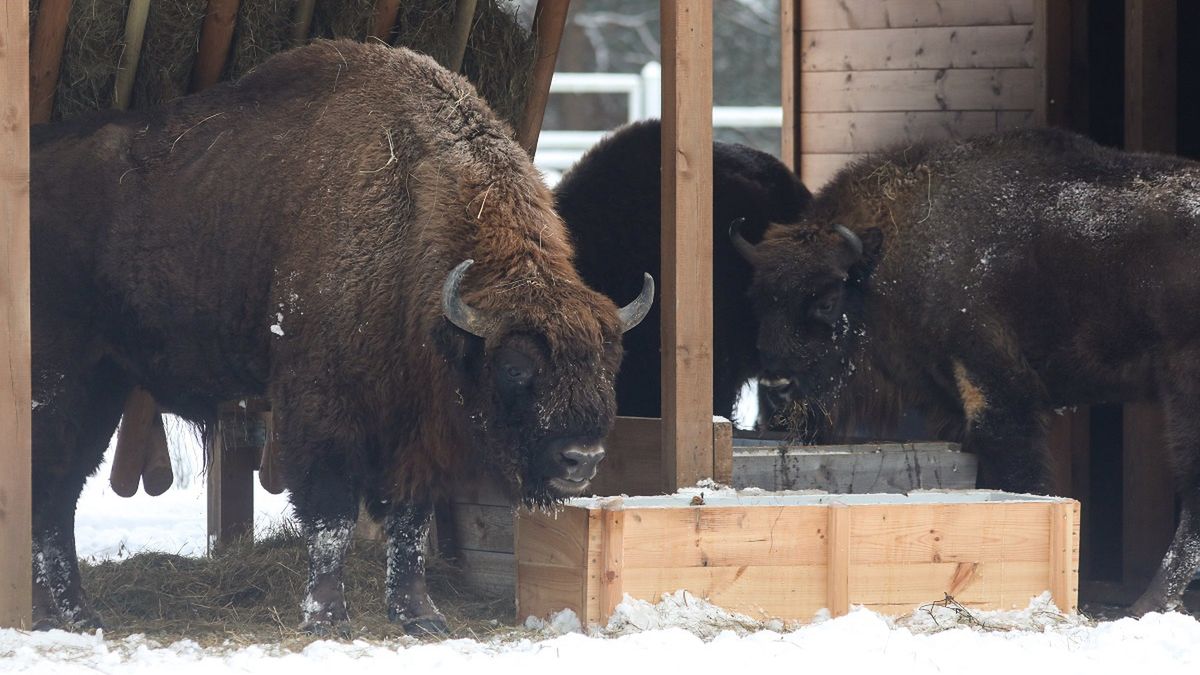 Żubry giną w zderzeniu z wojskowym pojazdem.