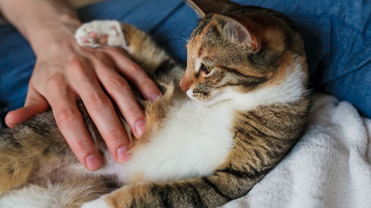 Bartko Debkowski
kociak, domowych, zwierzak, bystra, domowy, futro, kocica, portret, drobny, ssak, dom, brzuch, rudy, uroczy, kot, kolorowy