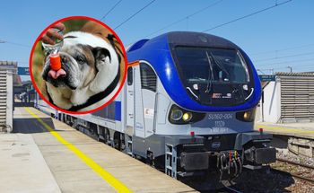 Pies umierał w pociągu. PKP: bardzo wyjątkowy przypadek