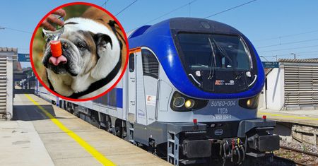 Pies umierał w pociągu. PKP: bardzo wyjątkowy przypadek