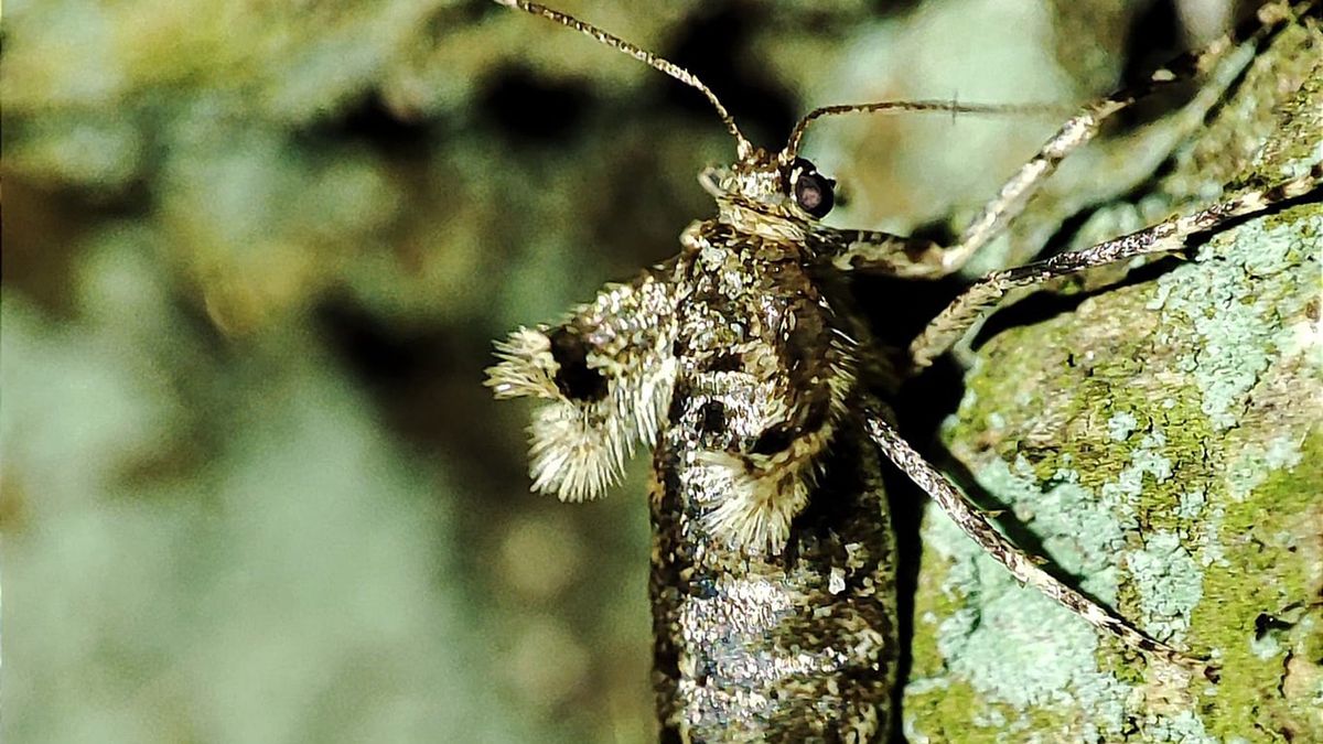 Piędzik przedzimek wygląda jak mały pająk 