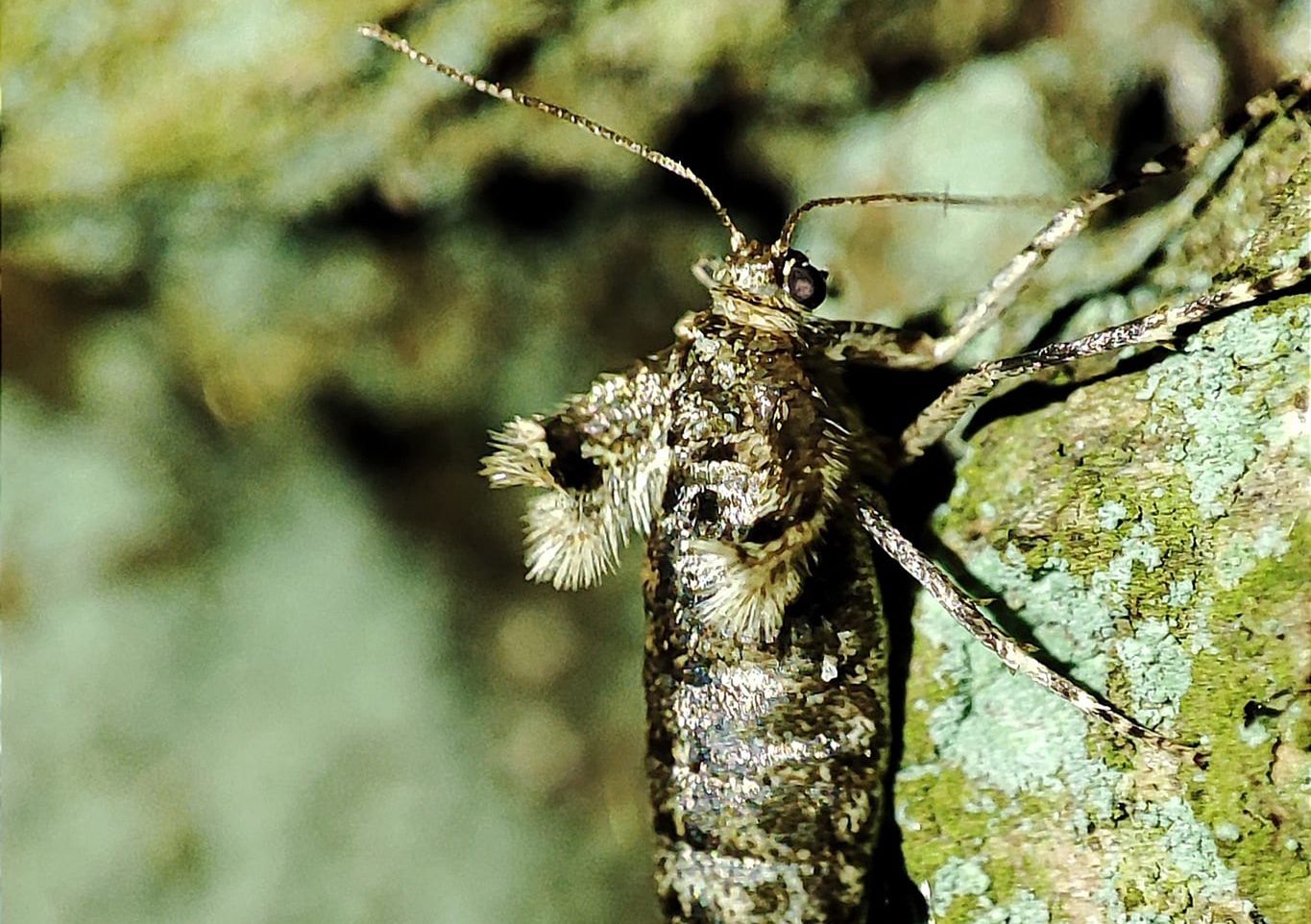 Wygląda jak mały pająk, ale to coś gorszego. Nadleśnictwo ostrzega