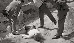 Miały leczyć szkorbut, a dały światu kolejną zarazę. Który owoc skusił sycylijskich mafiozów?