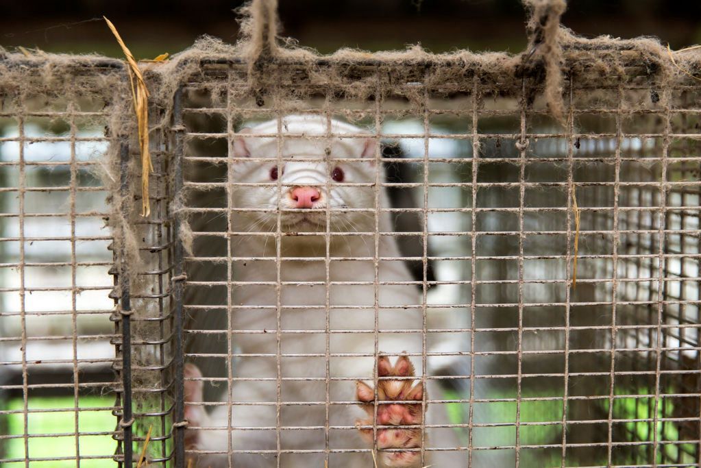 Koronawirus wśród norek